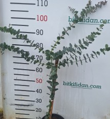 2 Yaş Okaliptus (sıtma Ağacı) 100-120 Cm