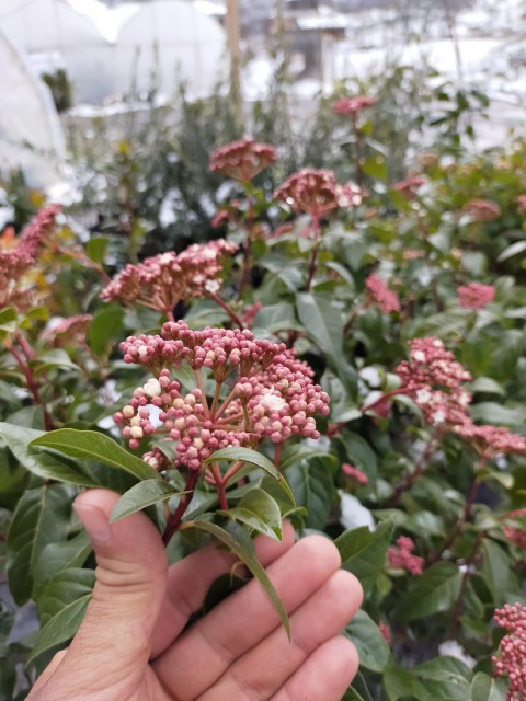 2 Yaş Parlak Kartopu Fidanı 40-60 Cm