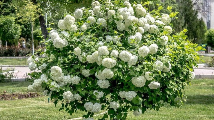 2 Yaş Parlak Kartopu Fidanı 40-60 Cm