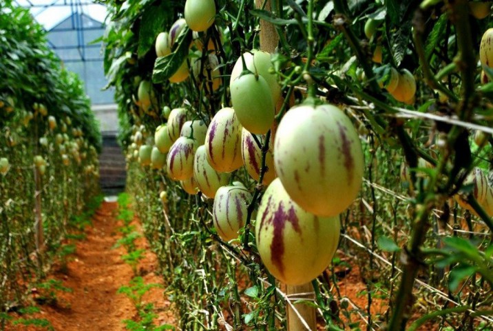 2 Yaş Pepino -Ağaç Kavunu Fiddanı