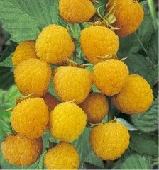 2 Yaş Sarı Ahududu (poranna rosa)
