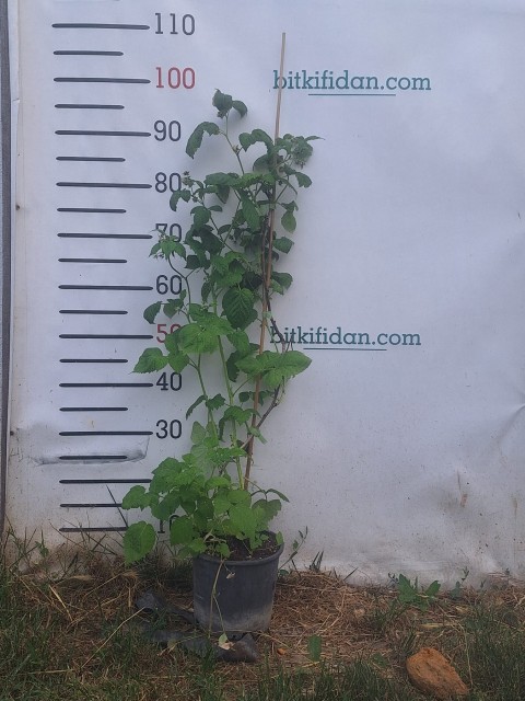 2 Yaş Sarı Ahududu (poranna Rosa) 2 Yaş Sarı Ahududu (poranna Rosa)