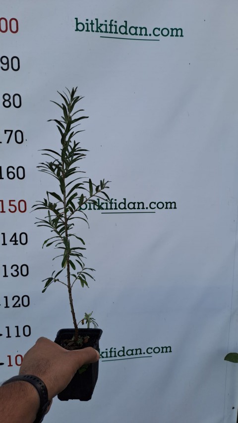 2 Yaş Yabani (Yalancı) İğde Fidanı