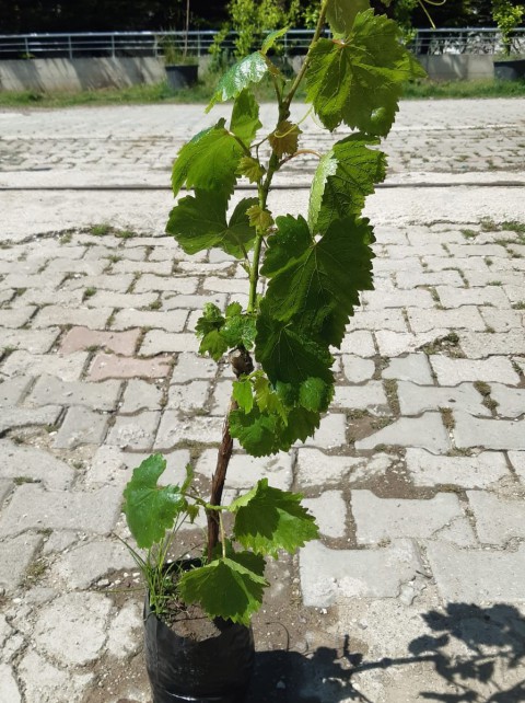 2 Yaş aşılı Alphonse Lavella Üzmüm fidanı