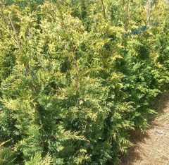 3 Yaş Aşılı Leylandi Çam Fidanı