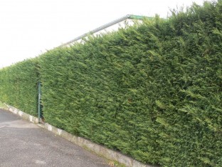 3 Yaş Aşılı Leylandi Çam Fidanı