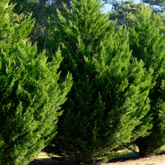 3 Yaş Aşılı Limon Selvi Fidanı (150 Cm+)