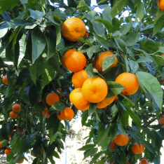 3 Yaş Aşılı W.murcott Mandalina Fidanı