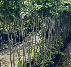 3 Yaş Tüplü Stanley Birton Erik Fidanı