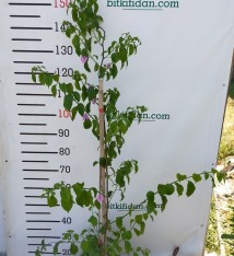 3 Yaş Ada Begonvili Fidanı