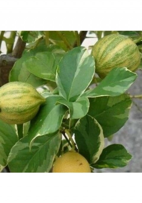 3 Yaş Alaca Limon Fidanı