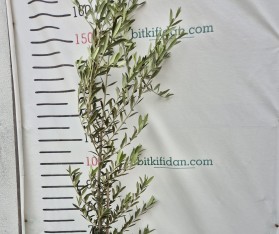 3 Yaş Arbequina Zeytin Fidanı