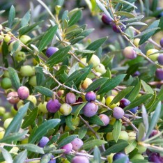 3 Yaş Arbequina Zeytin Fidanı