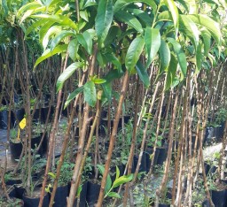 3 Yaş Aşılı Carselet Şeftali Fidanı