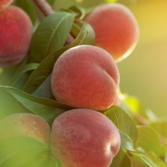 3 Yaş Aşılı Elagant Lady Şeftali Fidanı