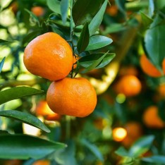 3 Yaş Aşılı Klemantin Fidanı