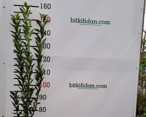 3 Yaş Aşılı Klemantin Fidanı