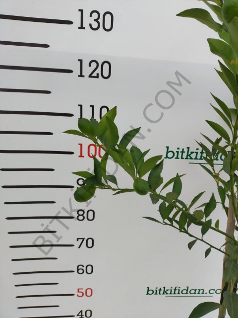 3 Yaş Aşılı Limequat Fidanı