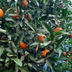 3 Yaş Aşılı Nova Mandalina Fidanı