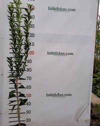 3 Yaş Aşılı Nova Mandalina Fidanı