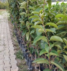 3 Yaş Aşılı Rojo Brillante  Trabzon Hurması