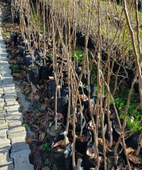 3 Yaş Aşılı Rojo Brillante  Trabzon Hurması