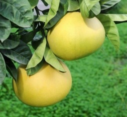 3 Yaş Aşılı Şadok (pomelo) Fidanı