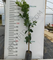 3 Yaş Aşılı Şadok (pomelo) Fidanı