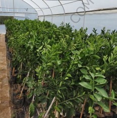 3 Yaş Aşılı Şadok (pomelo) Fidanı