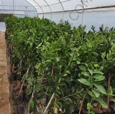 3 Yaş Aşılı Satsuma Mandalina