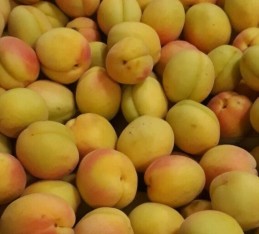 3 Yaş Aşılı Şekerpare Kayısı Fidanı