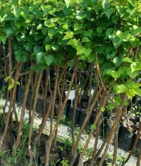 3 Yaş Aşılı Şekerpare Kayısı Fidanı