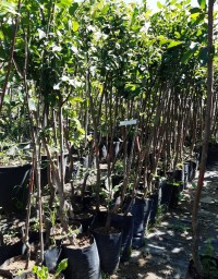 3 Yaş Aşılı Siyah Dut Fidanı