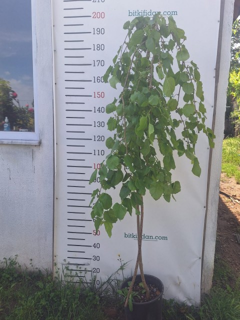 3 Yaş Aşılı Ters Dut Fidanı