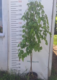 3 Yaş Aşılı Ters Dut Fidanı