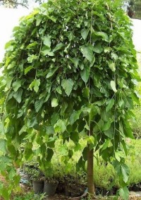 3 Yaş Aşılı Ters Dut Fidanı