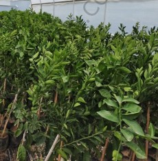 3 Yaş Aşılı W.murcott Mandalina Fidanı