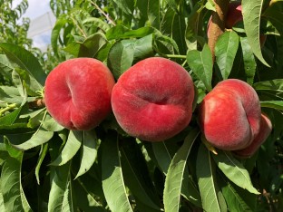 3 Yaş Aşılı Yassı Şeftali Fidanı