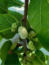 3 Yaş Beyaz Dut Fidanı