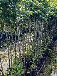 3 Yaş Black Daimond Erik Fidanı