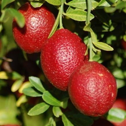 3 Yaş Blode Lime(kırmızı Limon) Fidanı