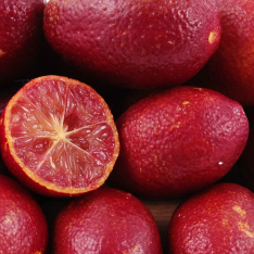 3 Yaş Blode Lime(kırmızı Limon) Fidanı