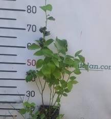 3 Yaş Bluecrop Yaban Mersini Fidanı