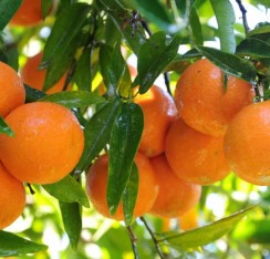 3 Yaş Bodrum Mandalinası Fidanı