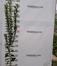 3 Yaş Bodrum Mandalinası Fidanı