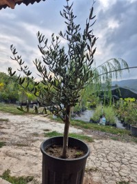 3 Yaş Bodur Gemlik Zeytin Fidanı