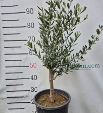 3 Yaş Bodur Gemlik Zeytin Fidanı