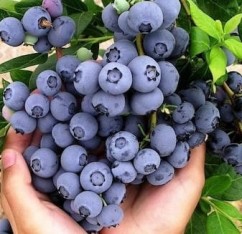 3  Yaş Brigitta Yaban Mersini Fidanı