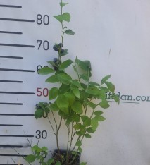 3  Yaş Brigitta Yaban Mersini Fidanı