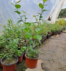 3  Yaş Brigitta Yaban Mersini Fidanı